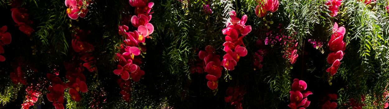 SWEET ADELINE ACCUEIL