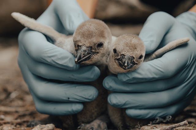Pose de fenêtre à Roubaix 14 SWEET ADELINE Pose de fenêtre à Roubaix